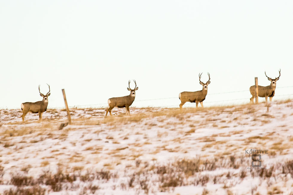 Local Bucks
