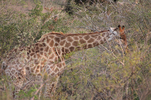 20150821 0771 Mpumalanga.JPG