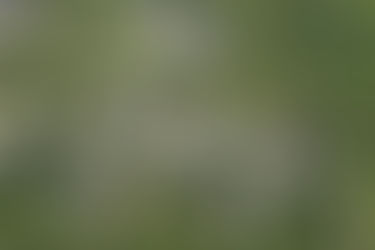 Tax audits for homesteads