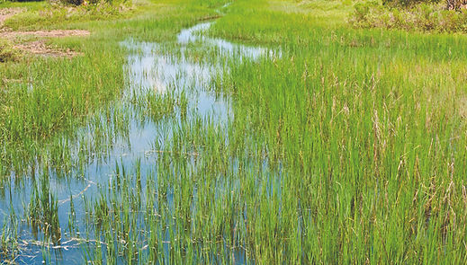 dreamstime_xxl_26624437_ID 26624437 © Bddigitalimages _ Dreamstime.com.jpg