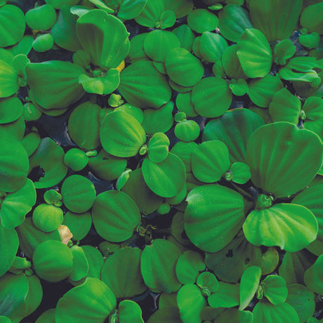 Battling against invasive species