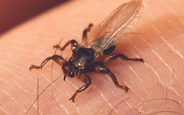 Deer Fly © Karl Ander Adami | Dreamstime.com
