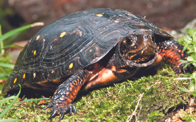 Spotted Turtle © Jason Ondreicka