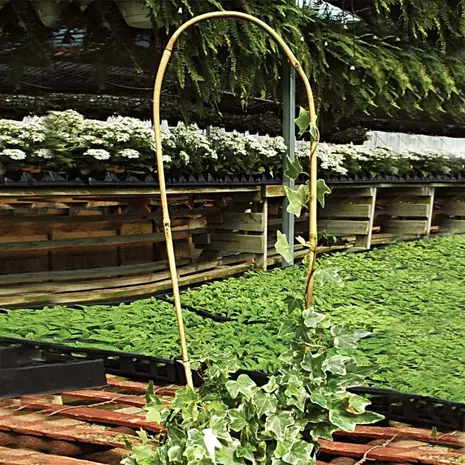 Beginner’s Guide: How to Use Bamboo in Your Garden