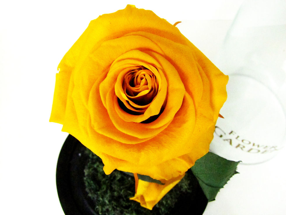 Miniatura: Mini Cupula - Rosa Eterna - Amarilla