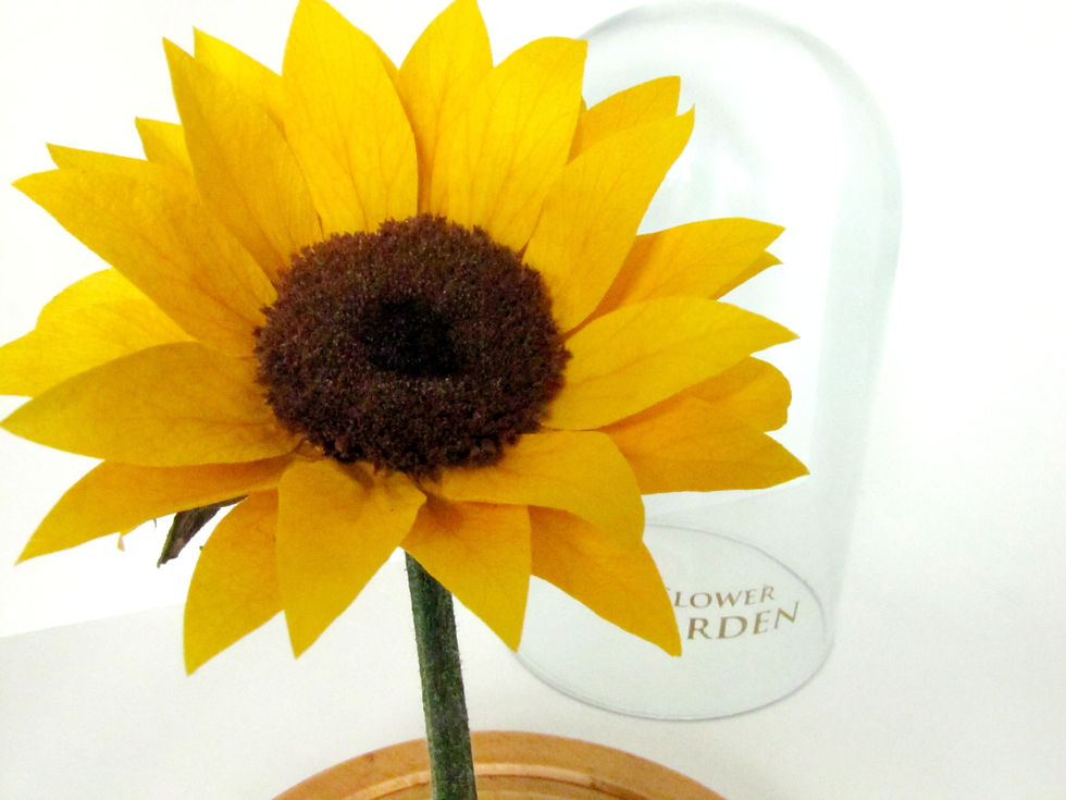 Miniatura: Girasol Preservado