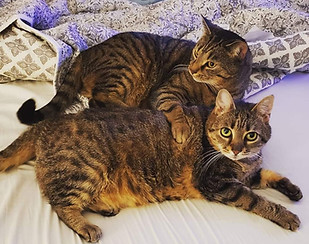 cat sitting