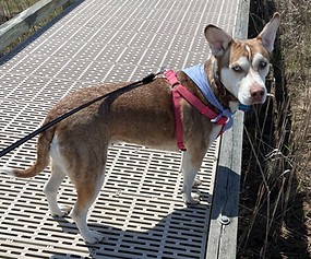 dog walking