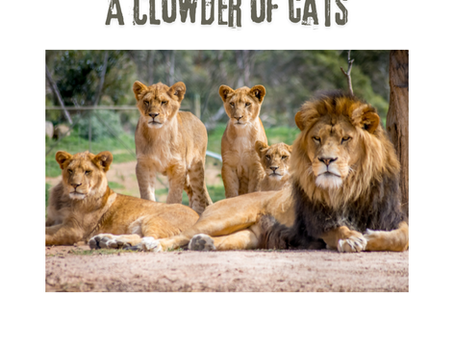 The Story Behind “A mouse cornered by a clowder of cats”