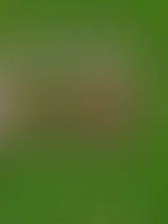 Mal augurio o falta de recursos; pirámide milenaria sufre derrumbe