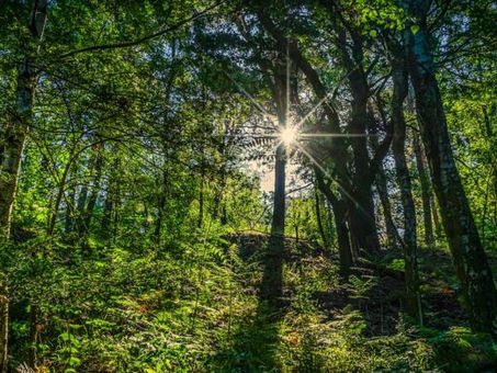 ONU reconoce derecho a un medio ambiente limpio y saludable