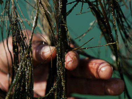 Actualmente solo seis personas saben cosechar el “Caviar mexicano”