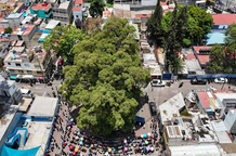 #BuenasNoticias CDMX declara 14 árboles como Patrimonio Natural