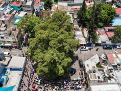 #BuenasNoticias CDMX declara 14 árboles como Patrimonio Natural