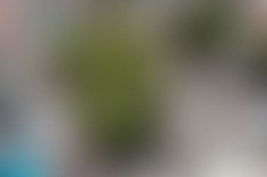 #BuenasNoticias CDMX declara 14 árboles como Patrimonio Natural