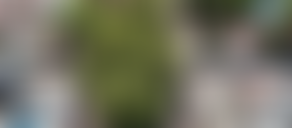 #BuenasNoticias CDMX declara 14 árboles como Patrimonio Natural