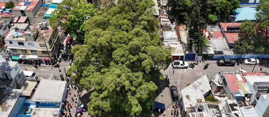 #BuenasNoticias CDMX declara 14 árboles como Patrimonio Natural