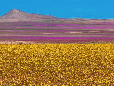 “Desierto Florido” fenómeno natural espectacular