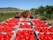 #AsíLasCosas EUA anunció que a partir del 14 de julio aplicarán aranceles del 20.91% a la mayoría de tomates mexicanos.