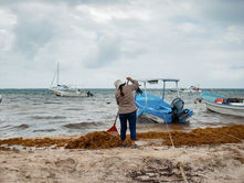 Sargazo: El mar que dejó de oler a sal