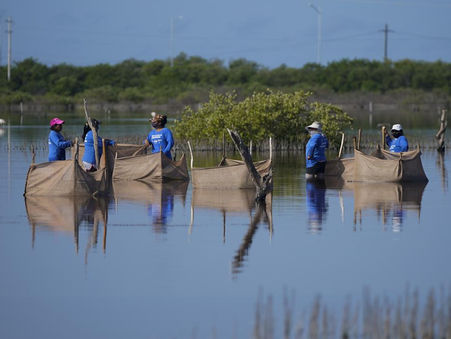 Al rescate del manglar: barrera de ciclones, almacén de carbono