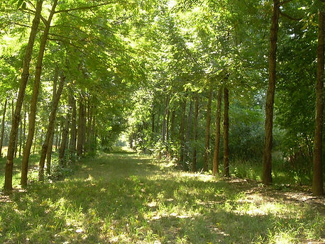 TreeRows.jpeg