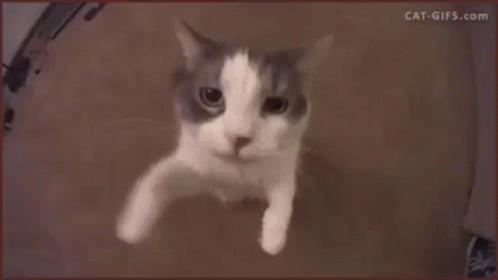 gato-besando-a-la-camara.gif