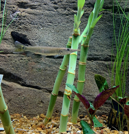 plants.jpg