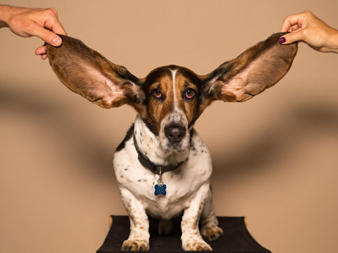 Your dog knows your voice better than you might think