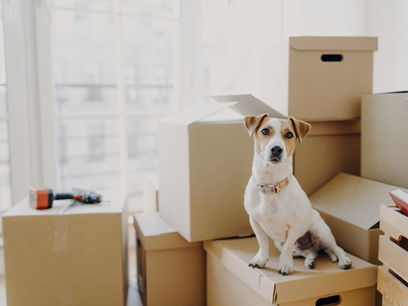 Packing For Pets: Ensuring A Stress-Free Move For Your Furry Friends