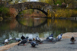 Central Park Pigeons