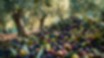 olives .jpeg