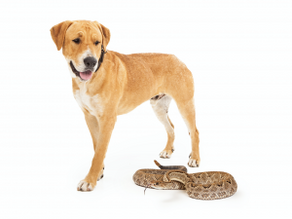 Snake Safety