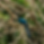 A rare blue and black bird among some branches