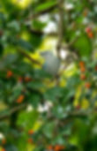 a bluebird among a fruity tree