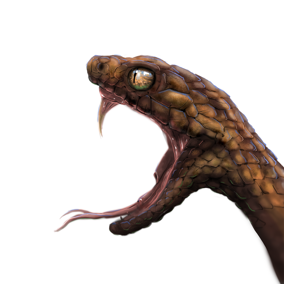 Schlangenkopfstudie #3