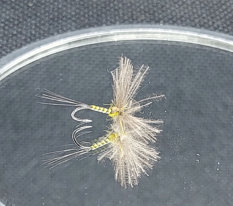 Sèche Olive Moyenne Aile V