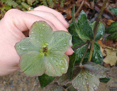 plant.jpg