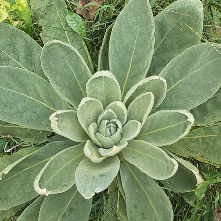 First year mullein plant