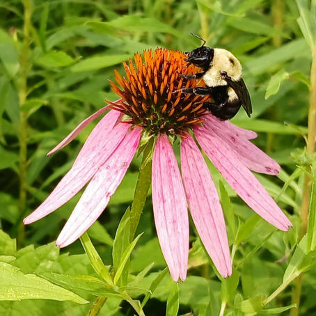 An echinacea, or coneflower, visited by a busy bumblebee.
