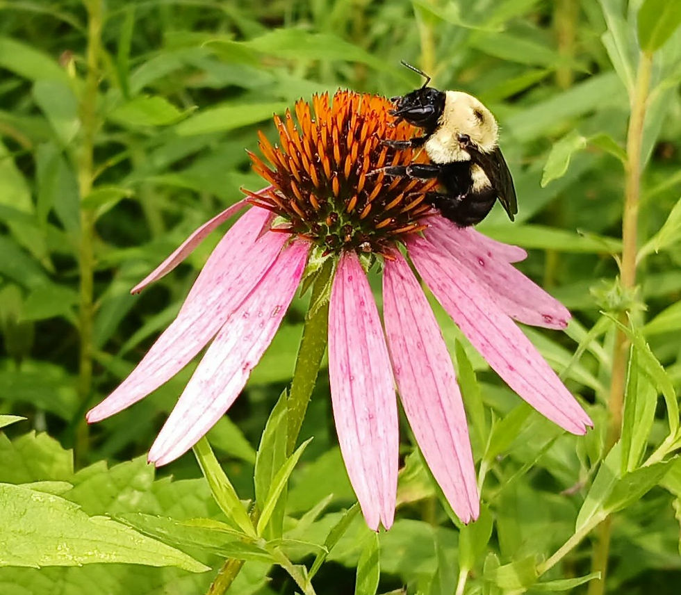 An echinacea, or coneflower, visited by a busy bumblebee.