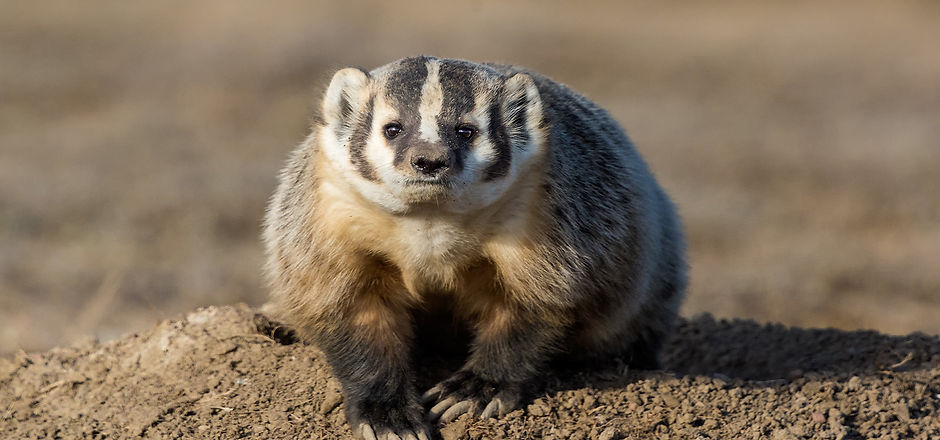 creative commons badger.jpg