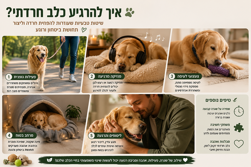 כלב רגוע עם בעליו בסביבה ביתית נעימה לצד טיפים טבעיים להרגעת חרדה אצל כלבים.