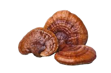 תמונה ממוזערת: כמוסות ריישי | 60 כמוסות | Ganoderma lucidum
