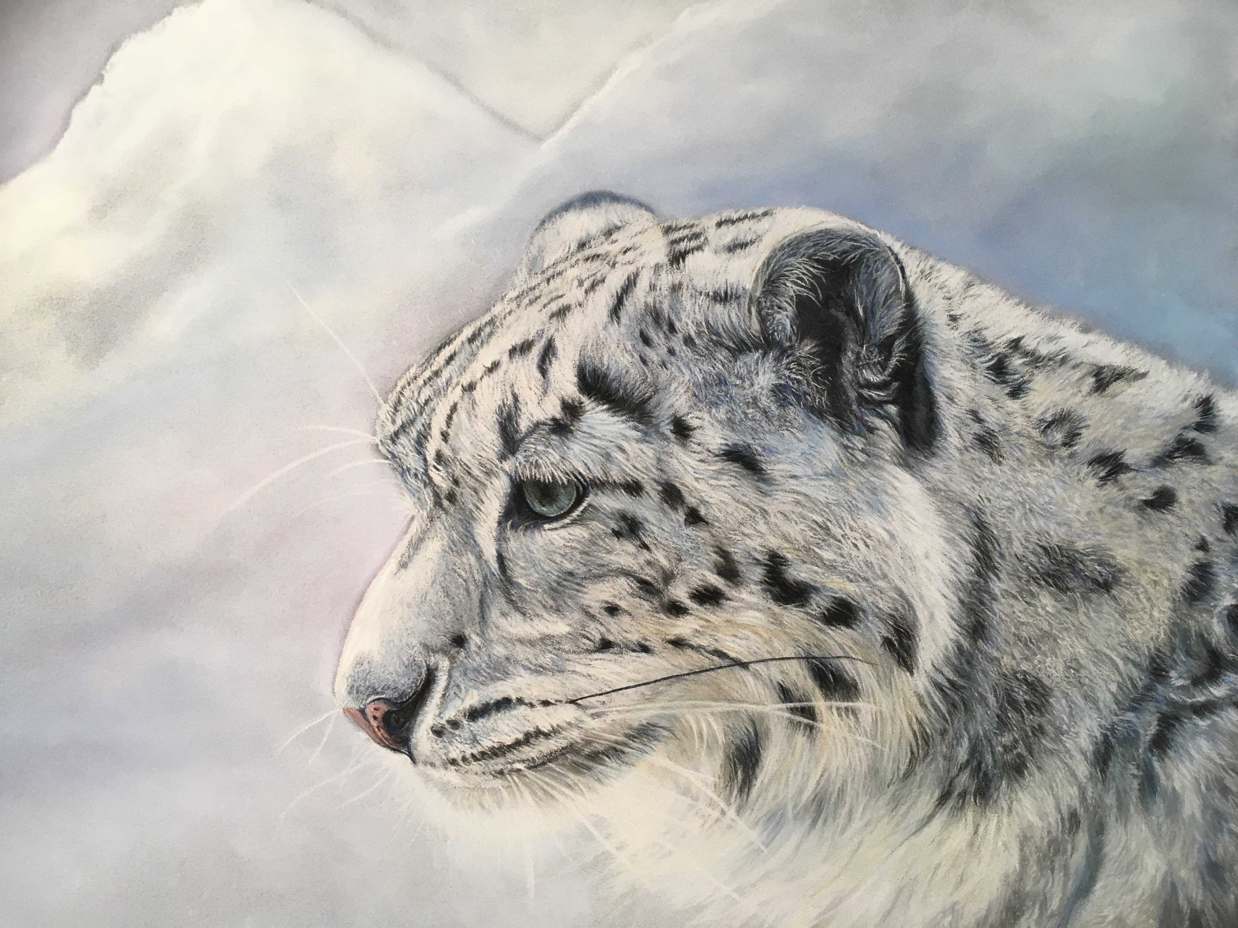 Panthère des neiges 150 €