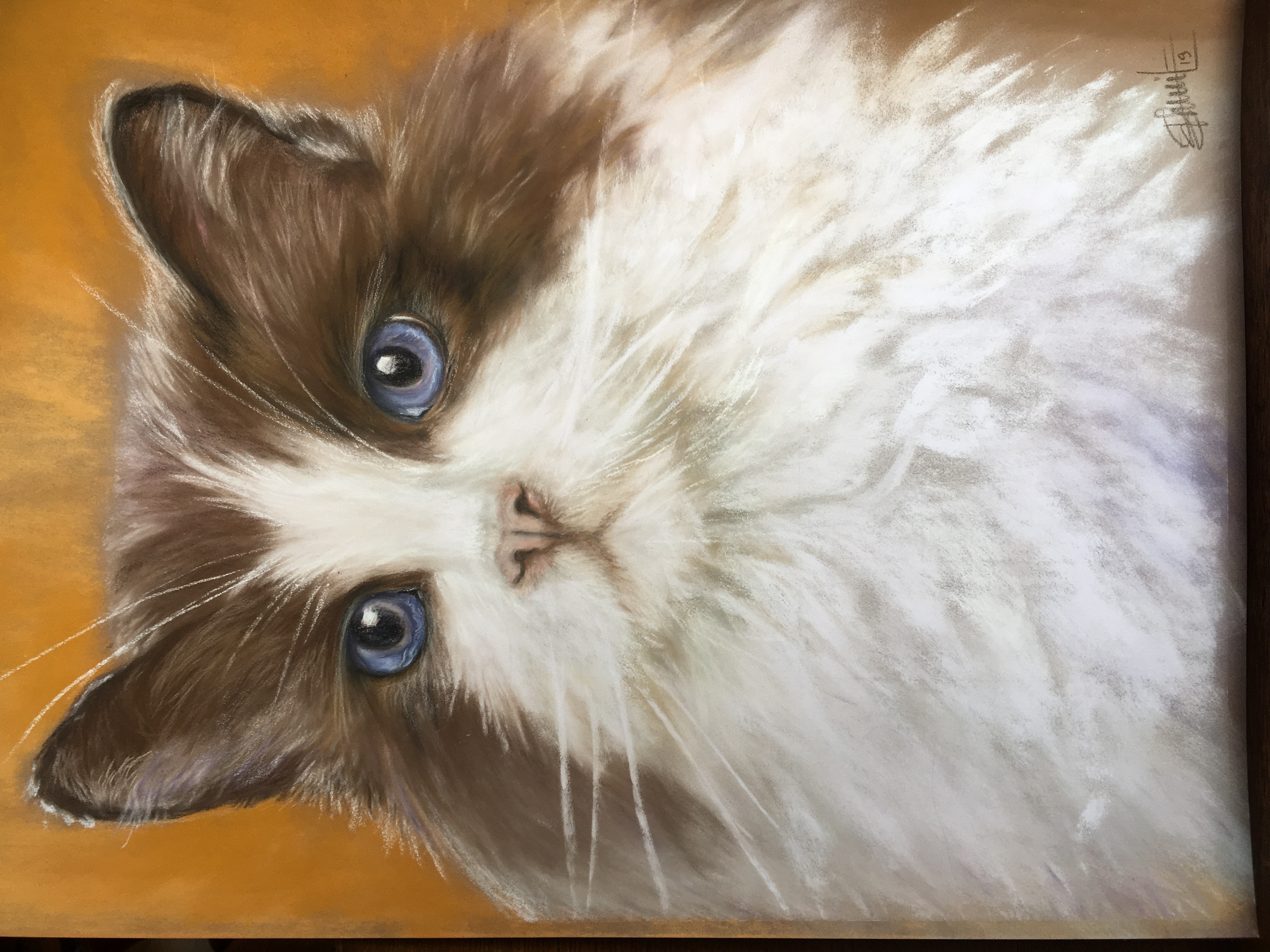 chat persan 80 €