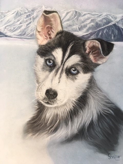 bébé Husky 100 €
