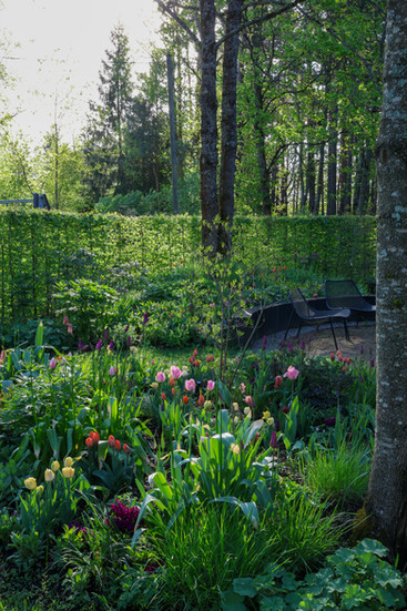 A dense green hedge forms a peaceful and elegant backdrop, against which the spring flower bed stands out.