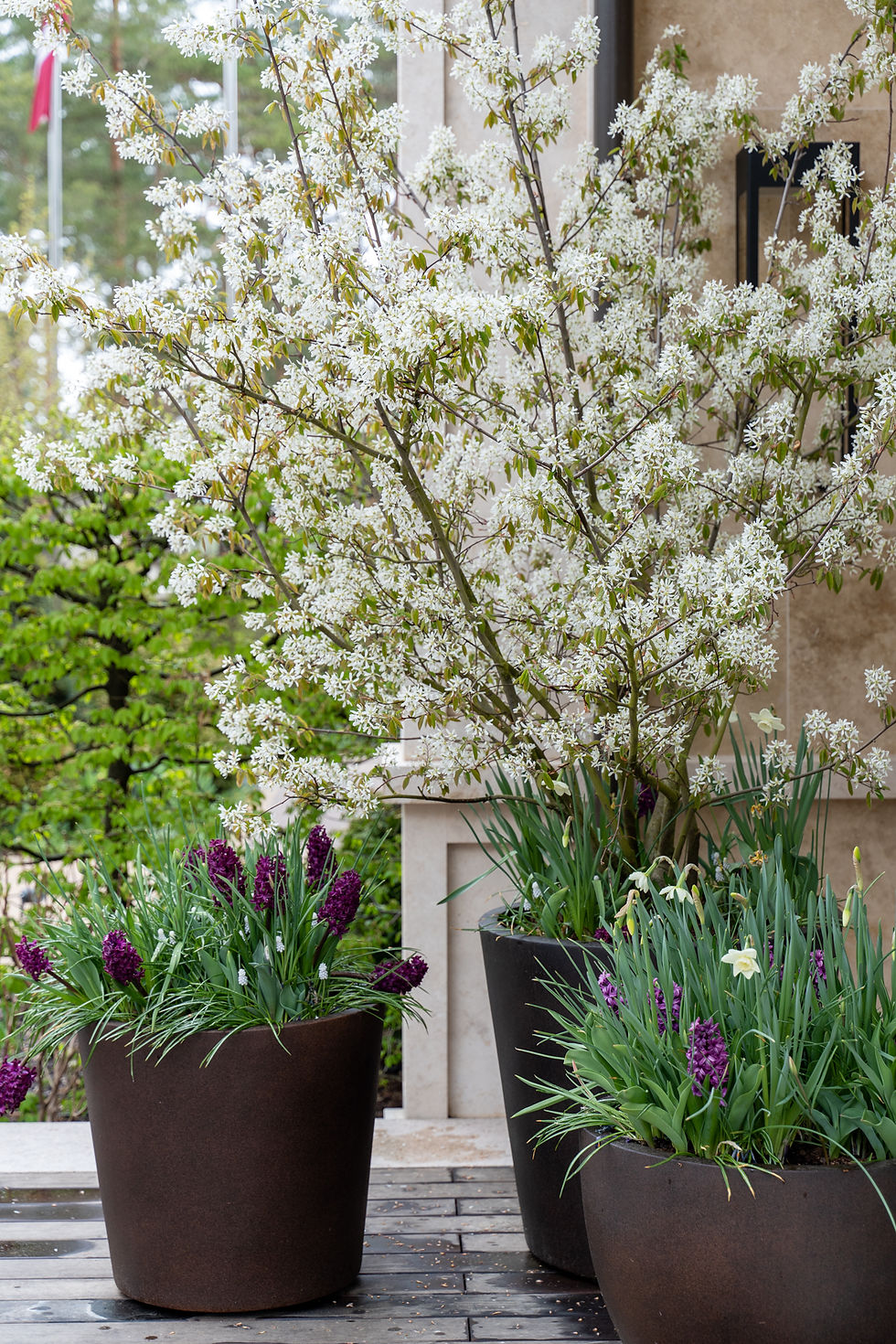 Terrace planting with Amelanchier and tulips in containers.