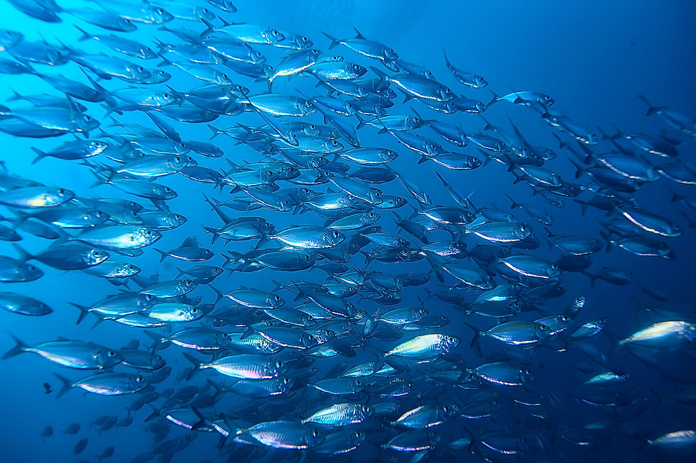 Fish Collagen